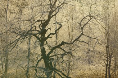 sabah erken ağacında kapsamındaki frost