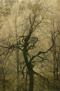 sabah erken ağacında kapsamındaki frost