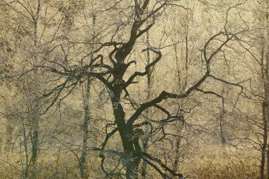 sabah erken ağacında kapsamındaki frost