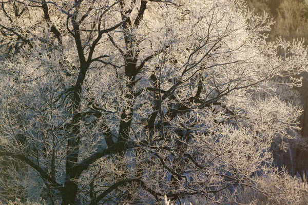 Sabah Erken Ağacında Kapsamındaki Frost — Stok fotoğraf