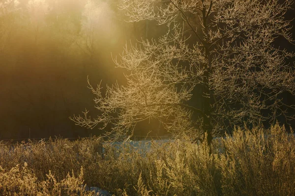 Frost Omfattas Träd Tidig Morgon — Stockfoto