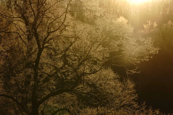 Arbre Couvert Givre Tôt Matin — Photo