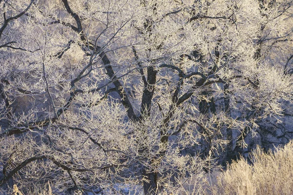 Arbre Couvert Givre Tôt Matin — Photo