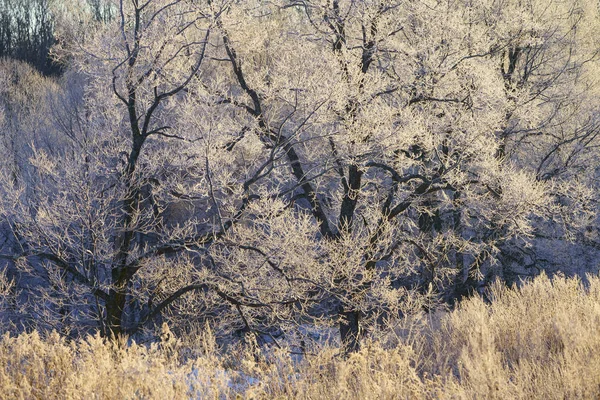 Sabah Erken Ağacında Kapsamındaki Frost — Stok fotoğraf