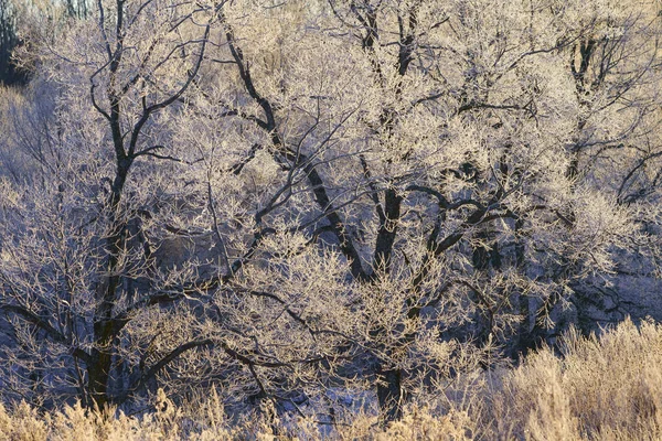 Mráz Které Strom Časných Ranních Hodinách — Stock fotografie