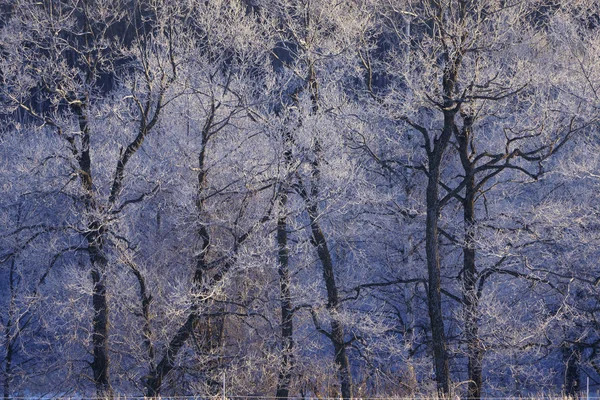 sabah erken ağacında kapsamındaki frost
