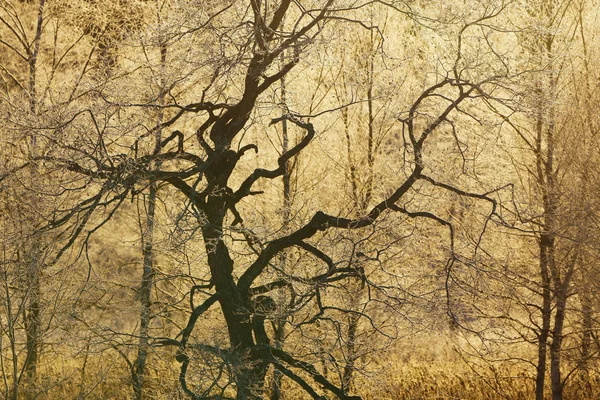 清晨被霜覆盖的树 — 图库照片