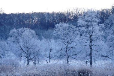 kışın kapalı ağacı süsleyin
