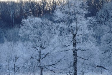 kışın kapalı ağacı süsleyin