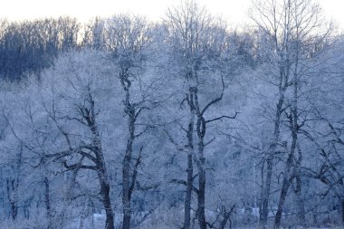 kışın kapalı ağacı süsleyin
