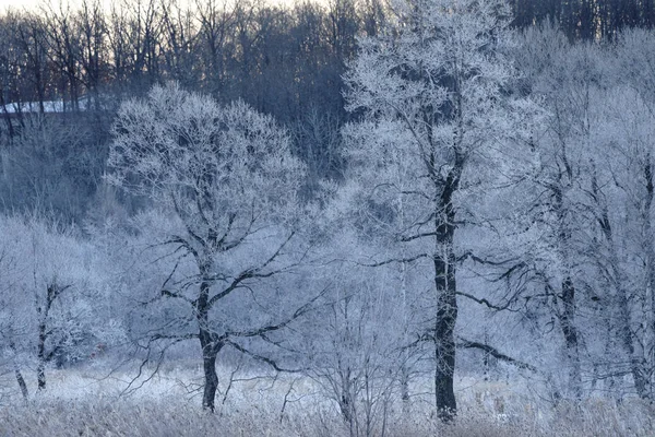 Árbol Cubierto Escarcha Invierno —  Fotos de Stock