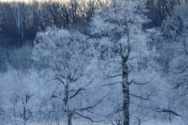 kışın kapalı ağacı süsleyin