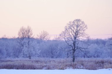 sabah erken ağacında kapsamındaki frost
