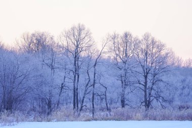 sabah erken ağacında kapsamındaki frost
