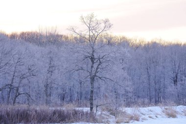 sabah erken ağacında kapsamındaki frost