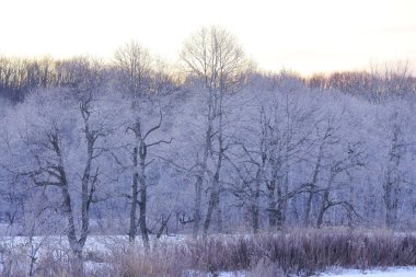 sabah erken ağacında kapsamındaki frost