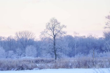 sabah erken ağacında kapsamındaki frost