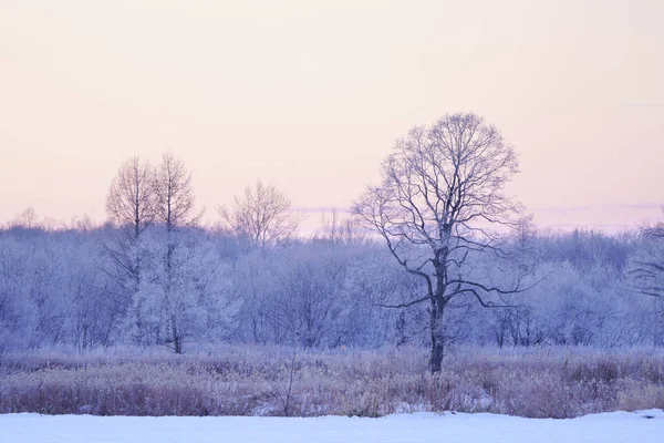 sabah erken ağacında kapsamındaki frost