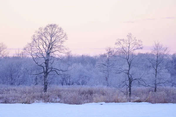 Frostbedeckter Baum Frühen Morgen — Stockfoto