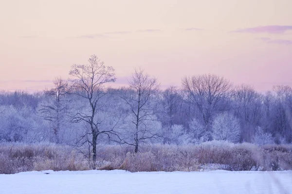 sabah erken ağacında kapsamındaki frost