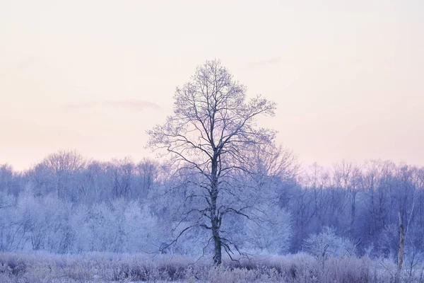 Vorst Bedekt Boom Vroege Ochtend — Stockfoto