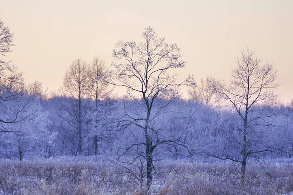 Замерзшее Дерево Рано Утром — стоковое фото