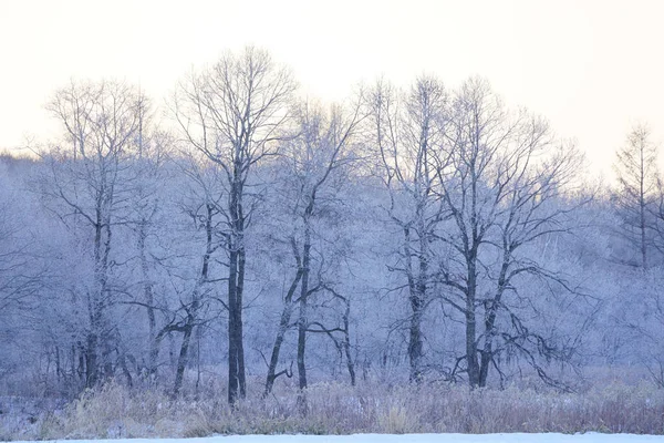 Arbre Couvert Givre Tôt Matin — Photo