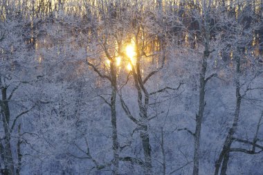 kaplı orman ağaç ve gündoğumu