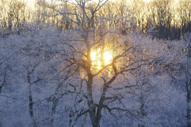kaplı orman ağaç ve gündoğumu