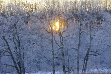 kaplı orman ağaç ve gündoğumu