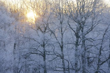 kapsamındaki frost ağaç ve gündoğumu