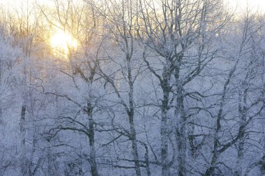 kapsamındaki frost ağaç ve gündoğumu