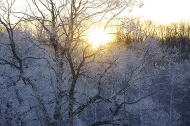 kapsamındaki frost ağaç ve gündoğumu