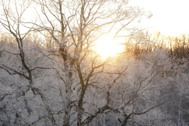 kapsamındaki frost ağaç ve gündoğumu