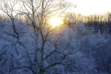 kapsamındaki frost ağaç ve gündoğumu