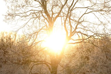 kapsamındaki frost ağaç ve gündoğumu