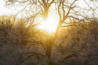 kapsamındaki frost ağaç ve gündoğumu