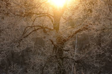 kapsamındaki frost ağaç ve gündoğumu