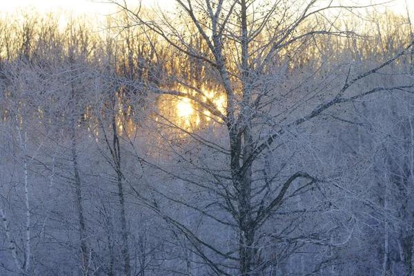 Frostbedeckter Baum Und Sonnenaufgang — Stockfoto