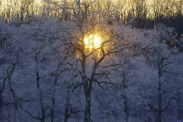 Arbre Couvert Givre Lever Soleil — Photo