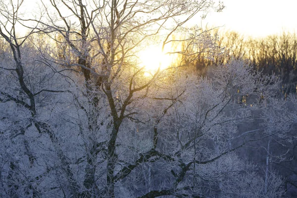 Frost Covered Tree Sunrise — Stock Photo, Image