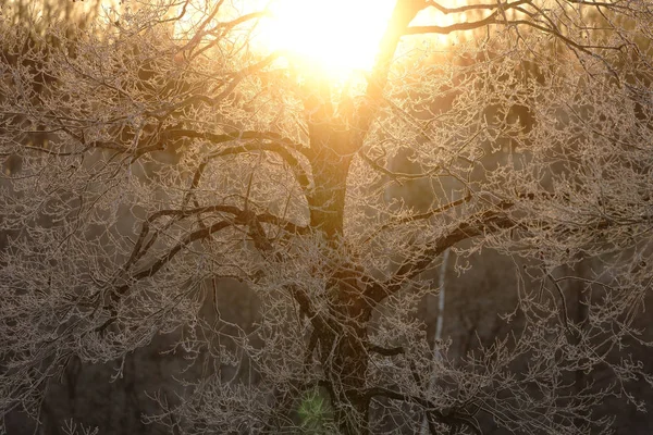 Arbre Couvert Givre Lever Soleil — Photo