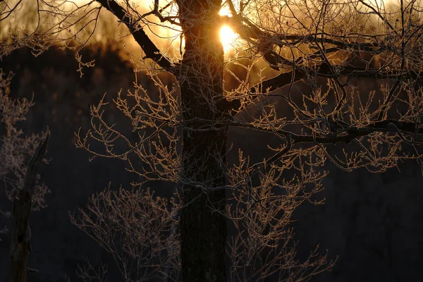 Gelo Coperto Albero Alba — Foto Stock