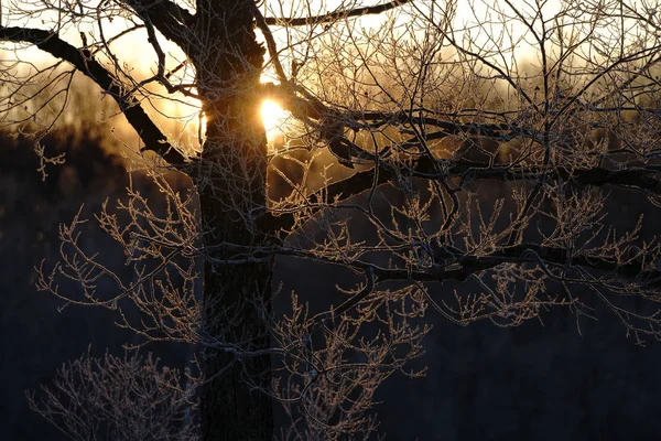 서리가 나무와 — 스톡 사진