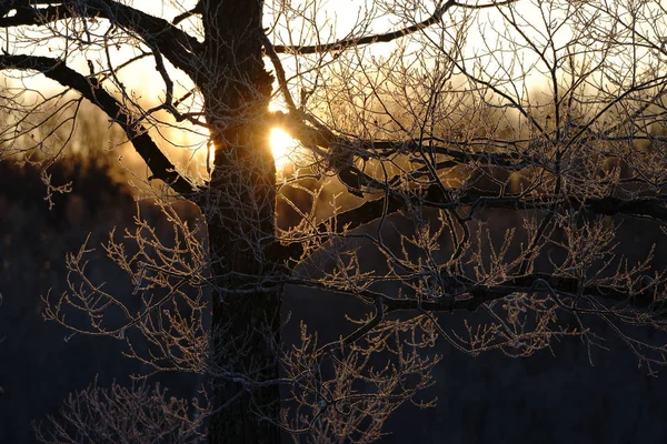Mráz Které Strom Východ Slunce — Stock fotografie