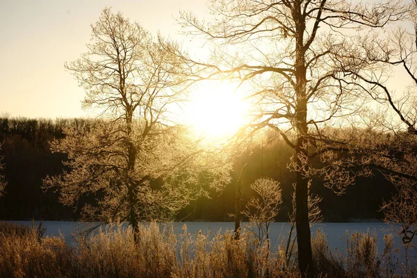 frost covered tree and sunrise