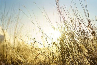 Kışın kapsamındaki frost çimen