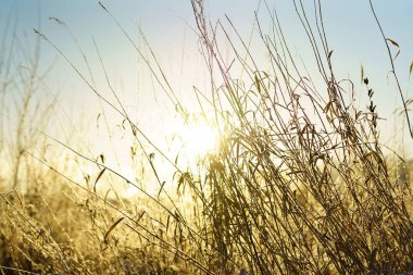 Kışın kapsamındaki frost çimen