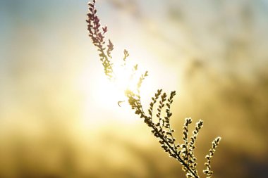 Kışın kapsamındaki frost çimen