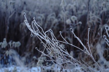 Kışın kapsamındaki frost çimen